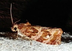 Phaecasiophora confixana