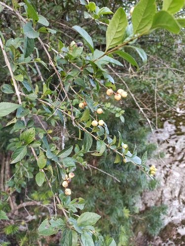 Duranta serratifolia (Duranta serratifolia)