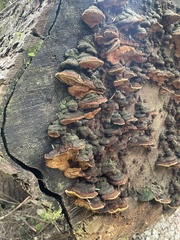 Gloeophyllaceae