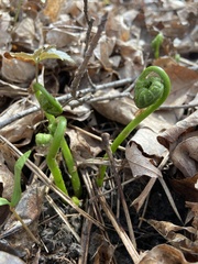 Matteuccia struthiopteris