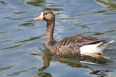 Anser albifrons flavirostris