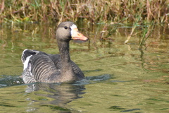 Anser albifrons flavirostris