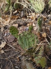 Opuntia cymochila