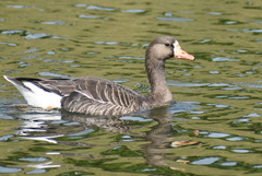 Anser albifrons flavirostris