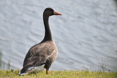 Anser albifrons flavirostris