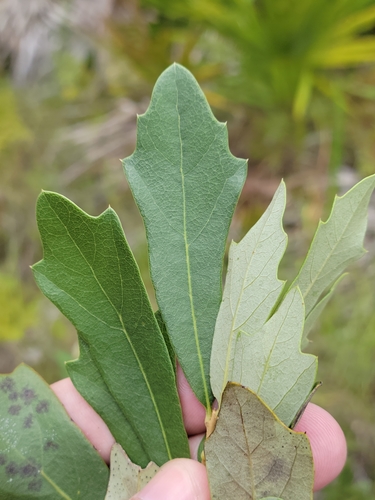 Quercus minima (Sarg.) Small