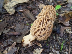 Morchella americana