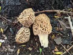 Morchella americana