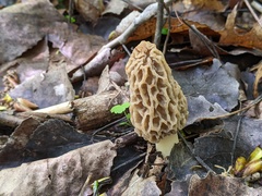 Morchella americana