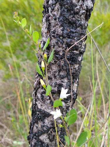 Image of Jacquemontia curtissii by (c) Jay Horn, some rights reserved (CC BY)