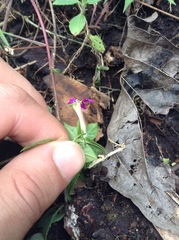 Cuphea calaminthifolia