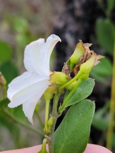 Image of Jacquemontia curtissii by (c) Jay Horn, some rights reserved (CC BY)