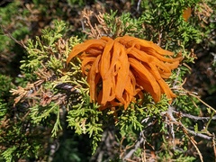 Gymnosporangium juniperi-virginianae