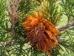 Gymnosporangium juniperi-virginianae
