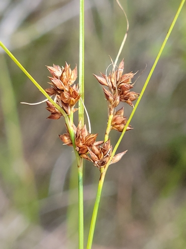 Image of Rhynchospora plumosa by (c) Jay Horn, some rights reserved (CC BY)