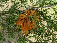 Gymnosporangium juniperi-virginianae