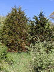 Gymnosporangium juniperi-virginianae