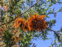 Gymnosporangium juniperi-virginianae