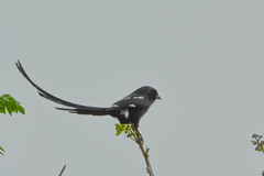 Lanius melanoleucus melanoleucus