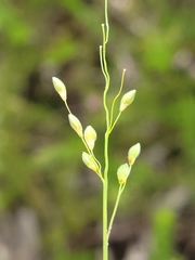 Dichanthelium fusiforme