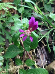 Cuphea calaminthifolia