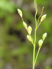 Dichanthelium fusiforme