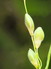 Dichanthelium fusiforme