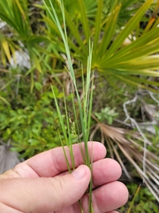 Dichanthelium fusiforme