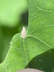 Andricus chinquapin