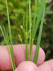 Dichanthelium fusiforme