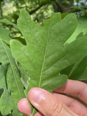 Andricus chinquapin