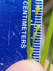 Dichanthelium fusiforme