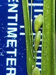 Dichanthelium fusiforme