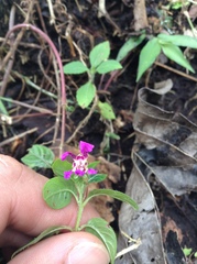 Cuphea calaminthifolia