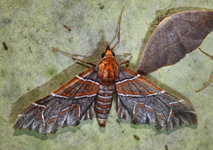 Monarcha magicaria