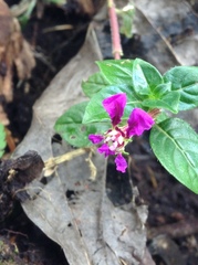 Cuphea calaminthifolia