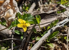 Viola orbiculata