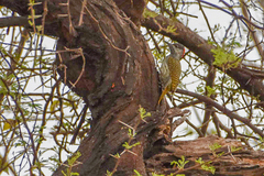 Campethera abingoni abingoni