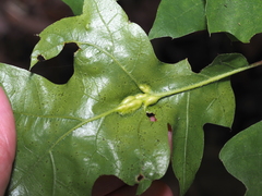 Melikaiella tumifica