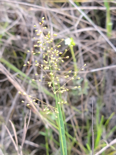 Blue Witchgrass (Dichanthelium caerulescens)
