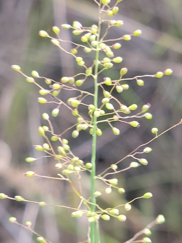 Image of Blue Witchgrass (Dichanthelium caerulescens) by (c) Jay Horn, some rights reserved (CC BY)