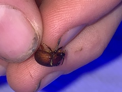 Odonteus