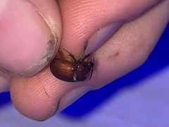 Odonteus