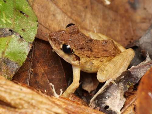 Cornufer papuensis observed 2022-05-21
