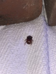 Odonteus