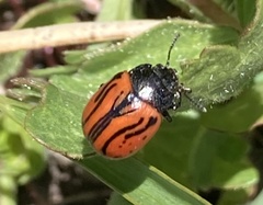 Calligrapha sigmoidea