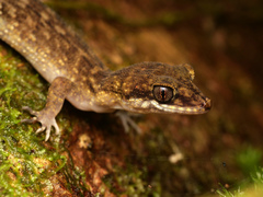 Nactus