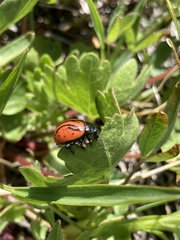 Calligrapha sigmoidea