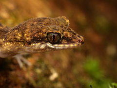 Nactus