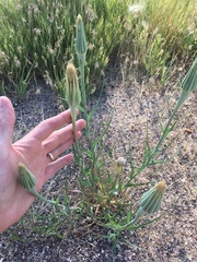 Tragopogon dubius